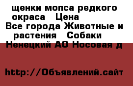 щенки мопса редкого окраса › Цена ­ 20 000 - Все города Животные и растения » Собаки   . Ненецкий АО,Носовая д.